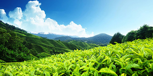 Munnar