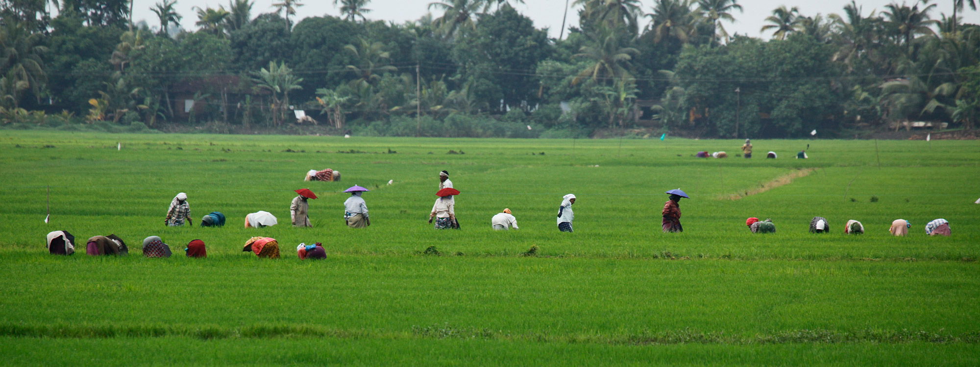 Alleppey