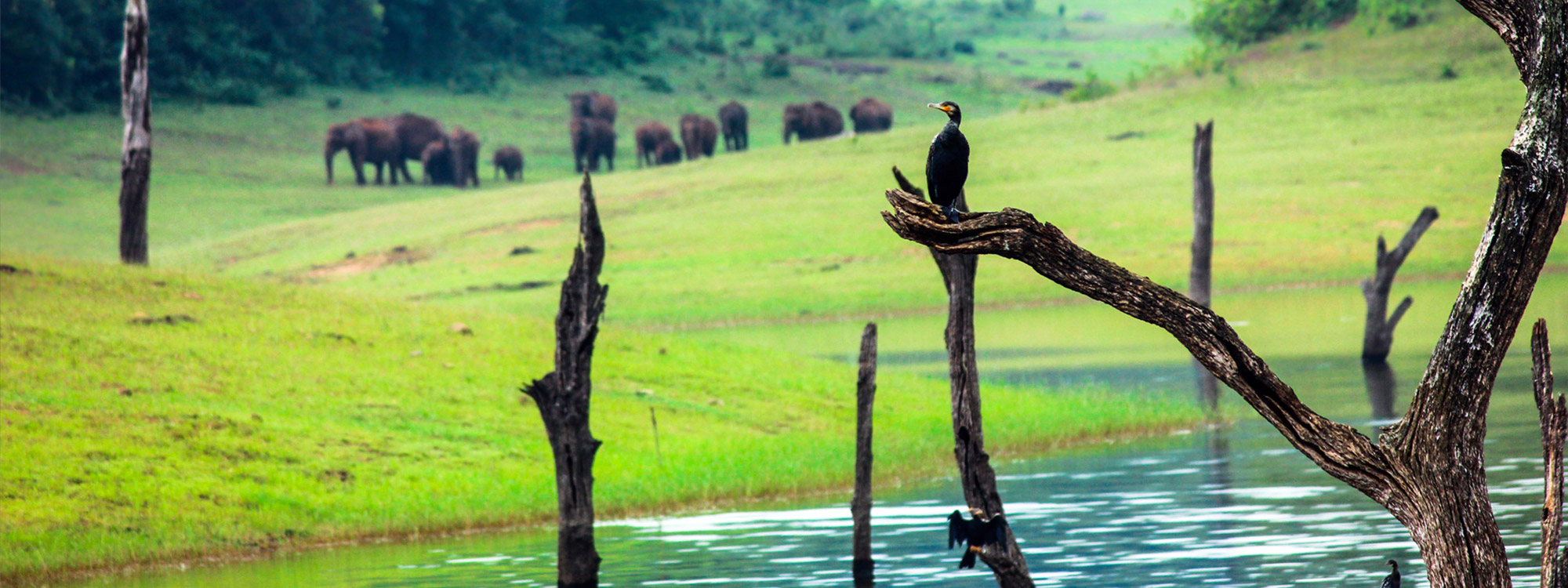 Thekkady